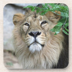 Lion 002 getränkeuntersetzer