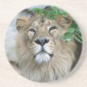 Lion 002 getränkeuntersetzer