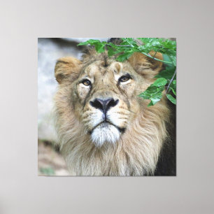Lion 002 leinwanddruck