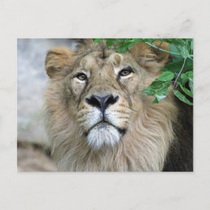 Lion 002 postkarte