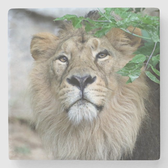 Lion 002 steinuntersetzer (Vorderseite)