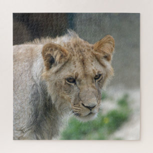 Lion 002 von JAMFoto
