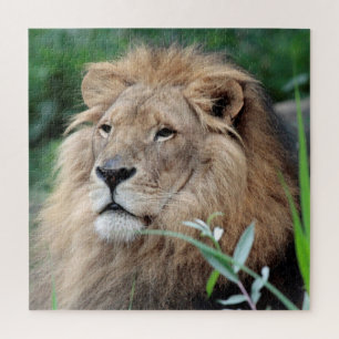 Lion 003 von JAMFoto