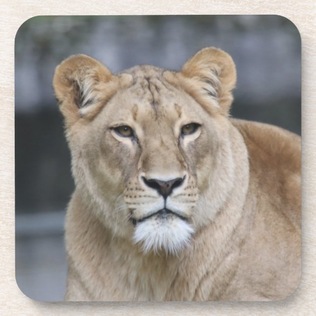 Lion 004 getränkeuntersetzer (Vorderseite)