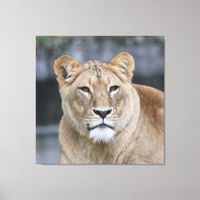 Lion 004 leinwanddruck (Vorderseite)