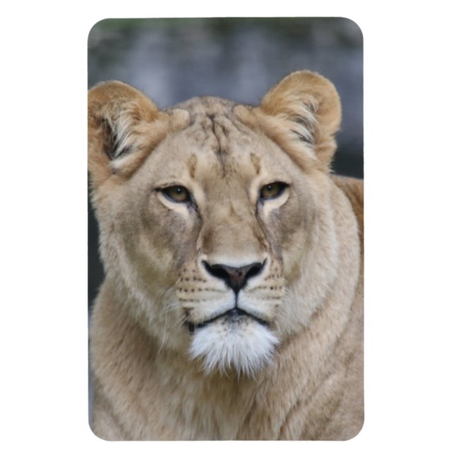 Lion 004 magnet (Vertikal)
