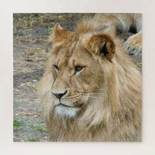 Lion 005 von JAMFoto