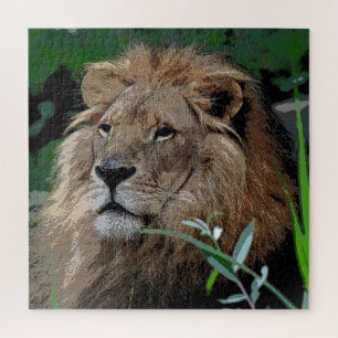 Lion 008 von JAMFoto
