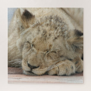 Lion 009 von JAMFoto