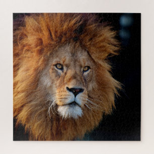 Lion 010 von JAMFoto