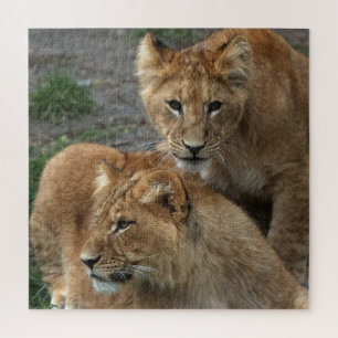 Lion 011 von JAMFoto