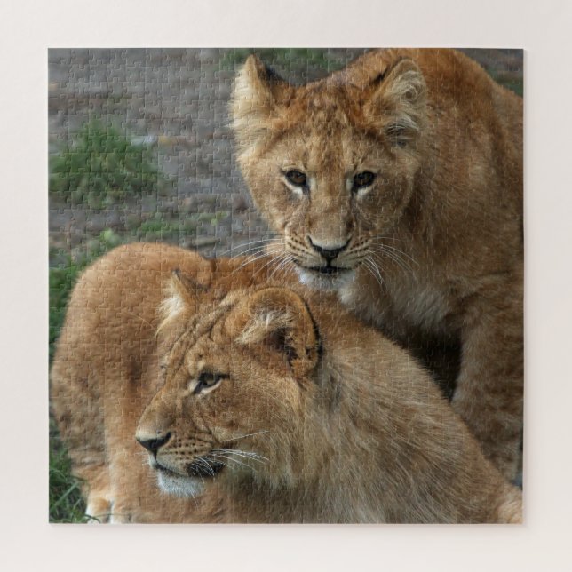 Lion 011 von JAMFoto (Vertikal)
