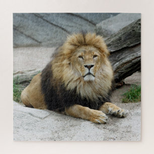 Lion 012 von JAMFoto