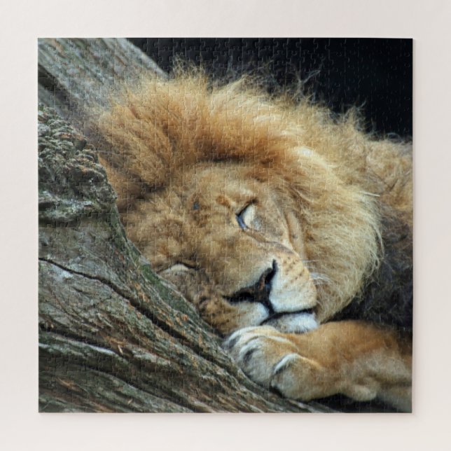Lion 013 von JAMFoto (Vertikal)