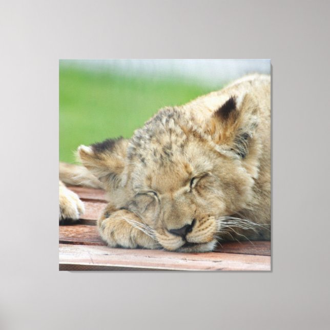 Lion 014 leinwanddruck (Vorderseite)