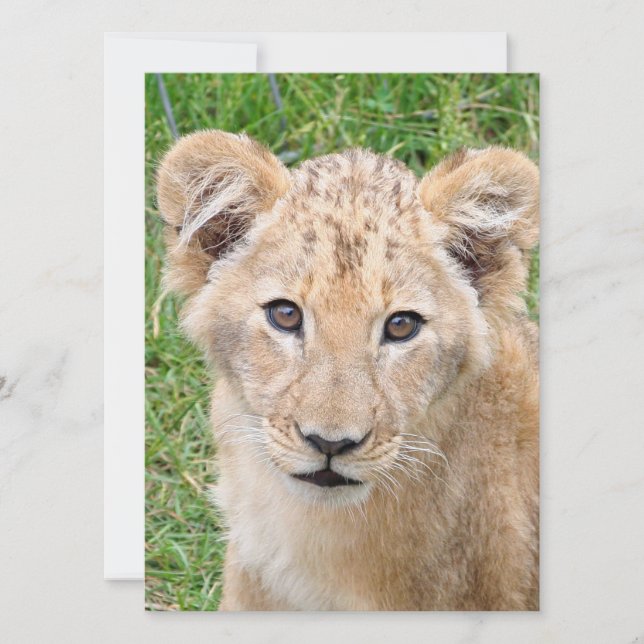 Lion 016 feiertagskarte (Vorderseite)