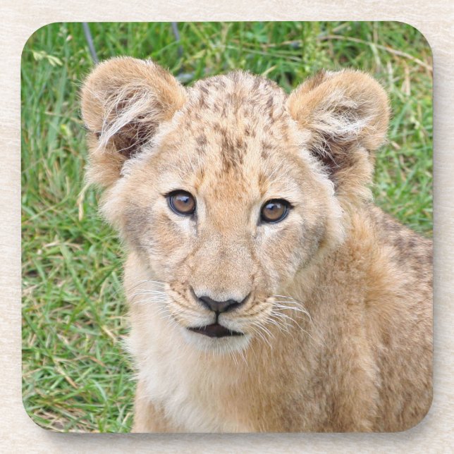 Lion 016 getränkeuntersetzer (Vorderseite)