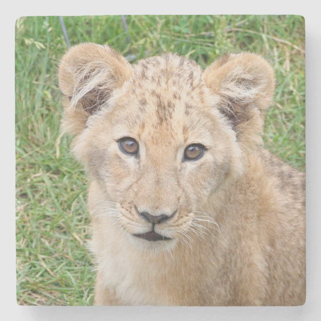Lion 016 steinuntersetzer (Vorderseite)
