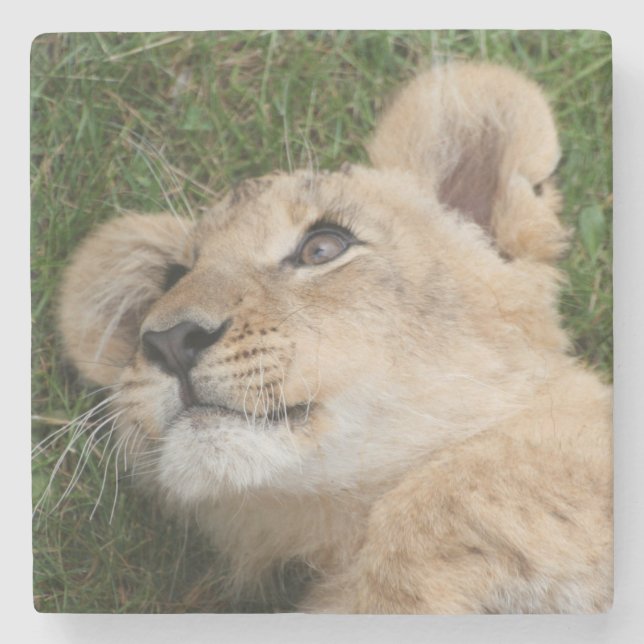 Lion 022 steinuntersetzer (Vorderseite)