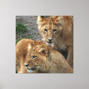 Lion 033 leinwanddruck