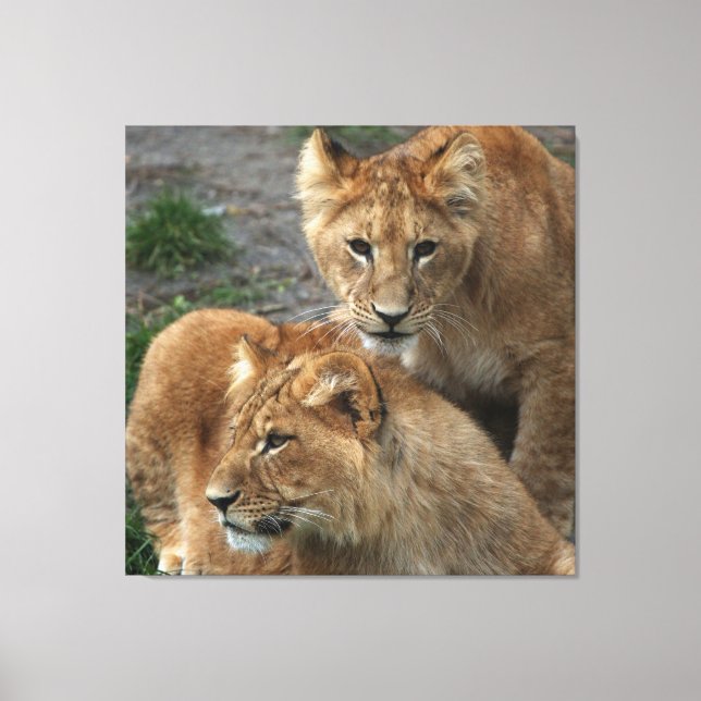 Lion 033 leinwanddruck (Vorderseite)