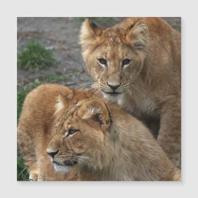 Lion 033 magnetkarte (Vorderseite)