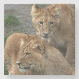 Lion 033 steinuntersetzer