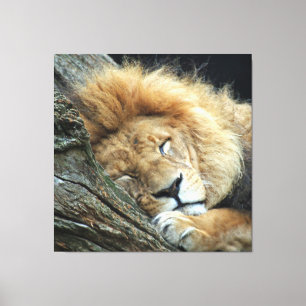 Lion 036 leinwanddruck