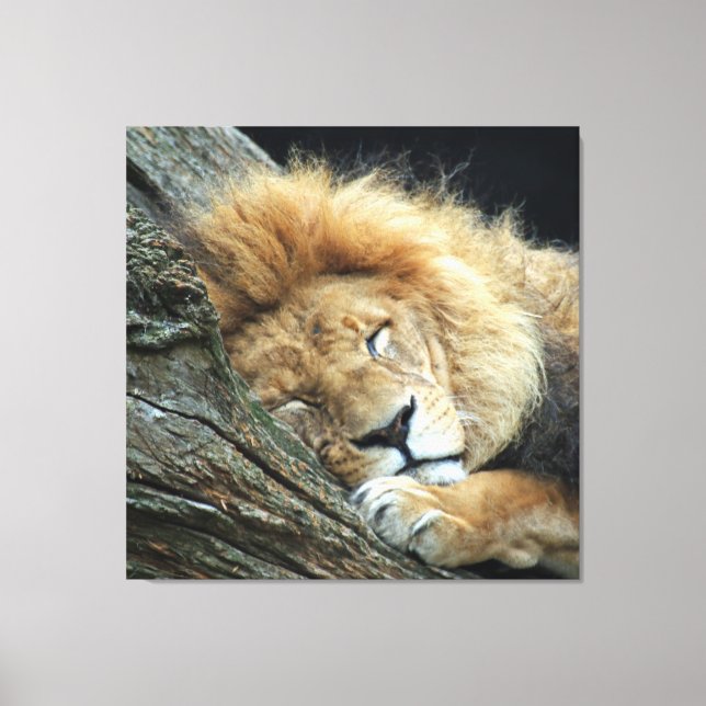 Lion 036 leinwanddruck (Vorderseite)