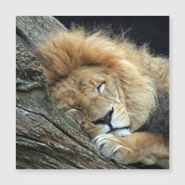 Lion 036 magnetkarte (Vorderseite)