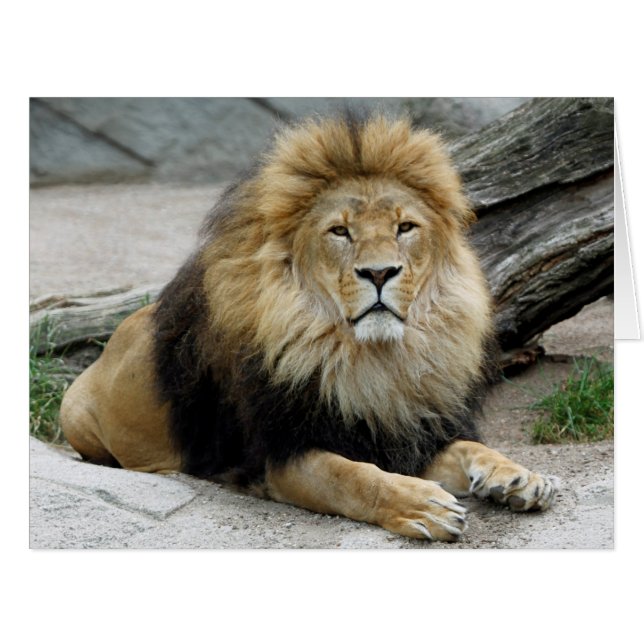 Lion 2014-1001 (Vorderseite (Horizontal))