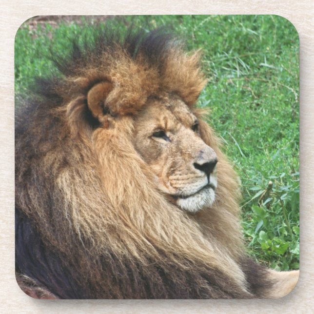 Lion_2015_0701 Untersetzer (Vorderseite)