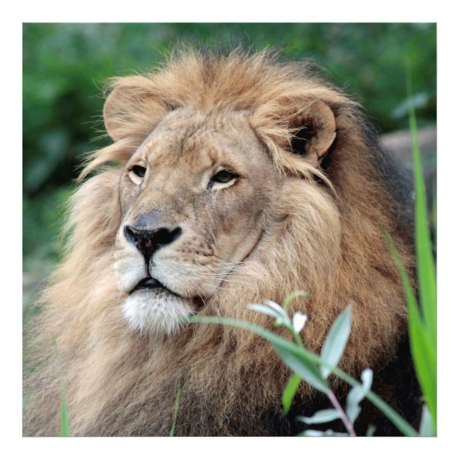 Lion_2015_0801 Fotodruck (Vorne)