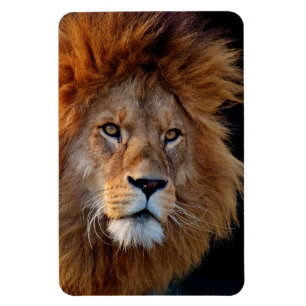Lion_20180712_by_JAMFoto Magnet