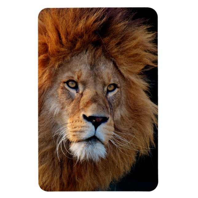 Lion_20180712_by_JAMFoto Magnet (Vertikal)