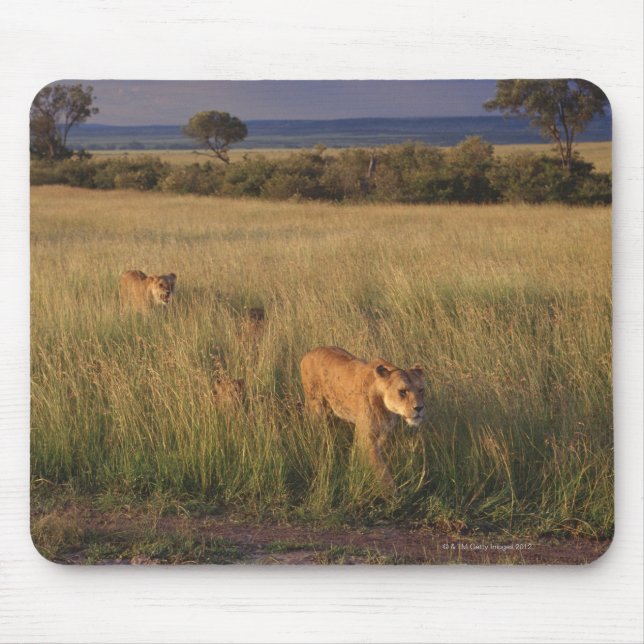 Lion 2 mousepad (Vorne)