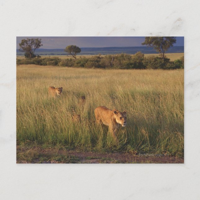 Lion 2 postkarte (Vorderseite)