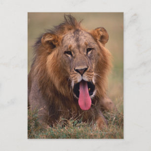Lion 2 postkarte