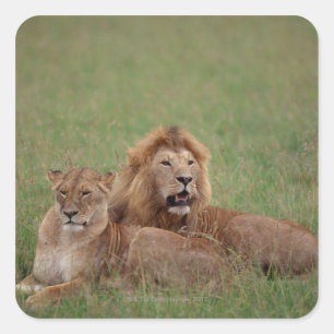 Lion 2 quadratischer aufkleber