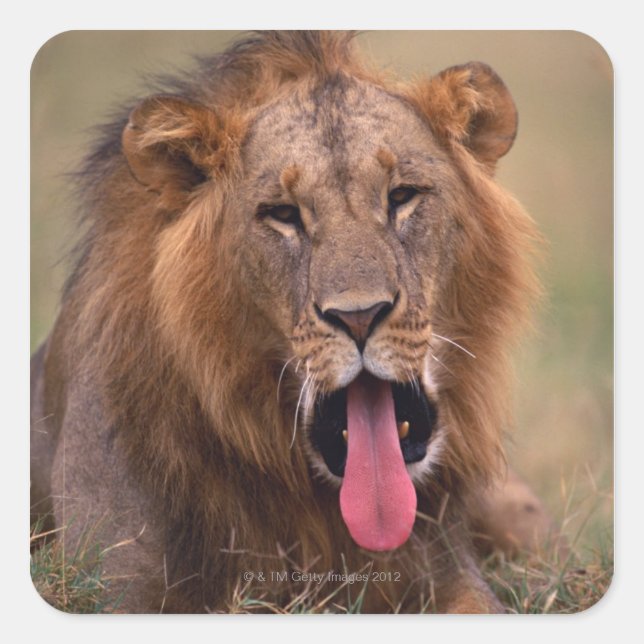 Lion 2 quadratischer aufkleber (Vorderseite)