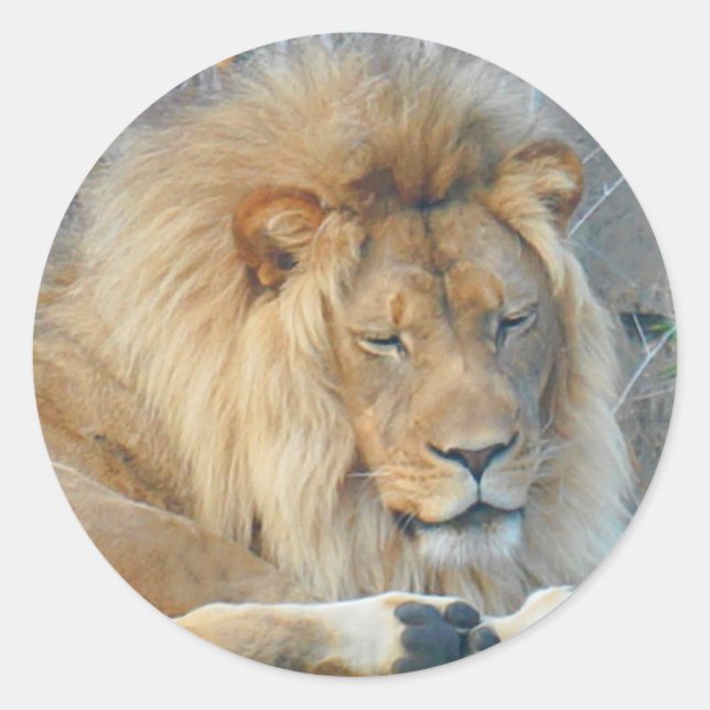 Lion #2 Stickers (Vorderseite)