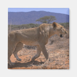 Lion 3 magnet