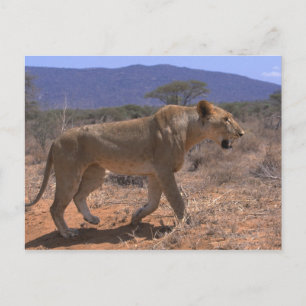 Lion 3 postkarte