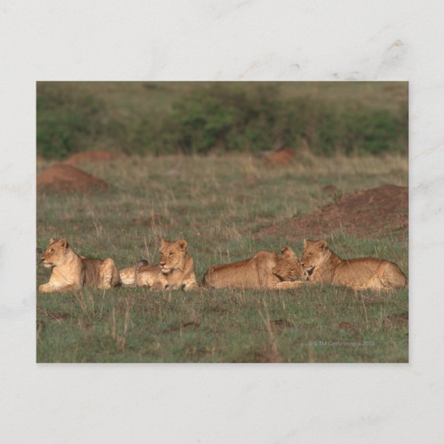 Lion 4 postkarte (Vorderseite)