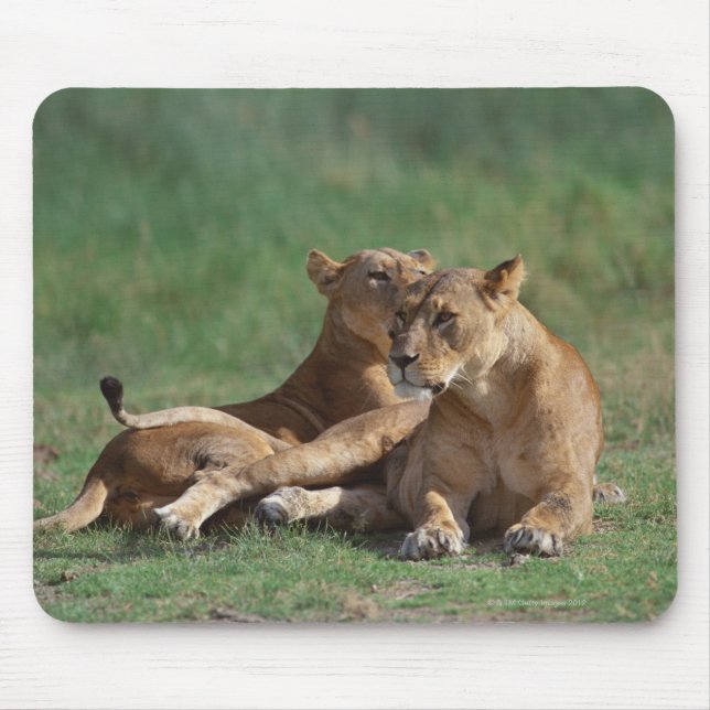 Lion 5 mousepad (Vorne)