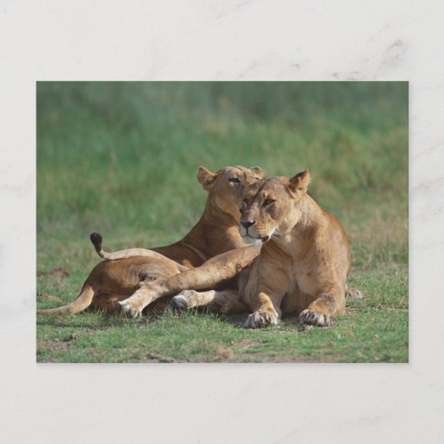 Lion 5 postkarte (Vorderseite)