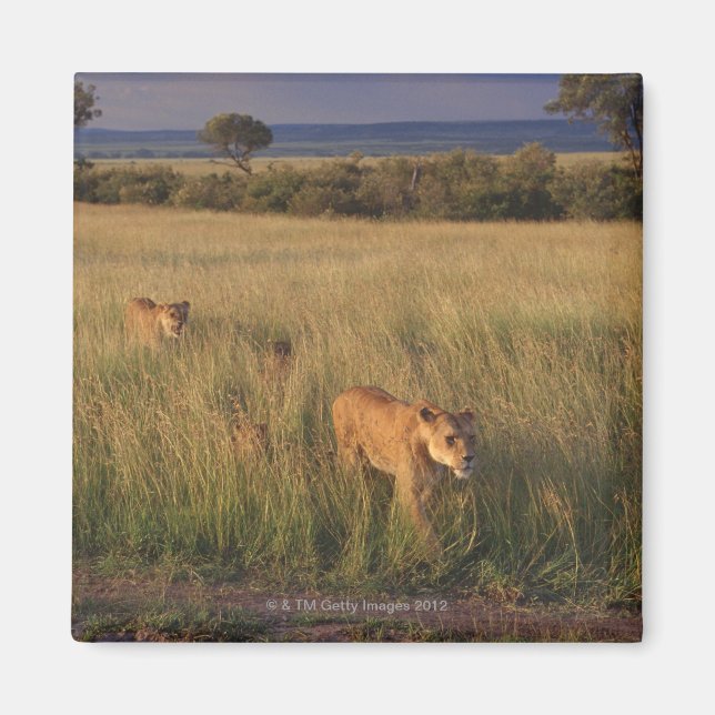 Lion 6 magnet (Vorne)