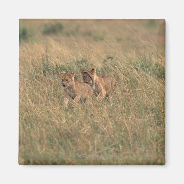 Lion 9 magnet (Vorne)