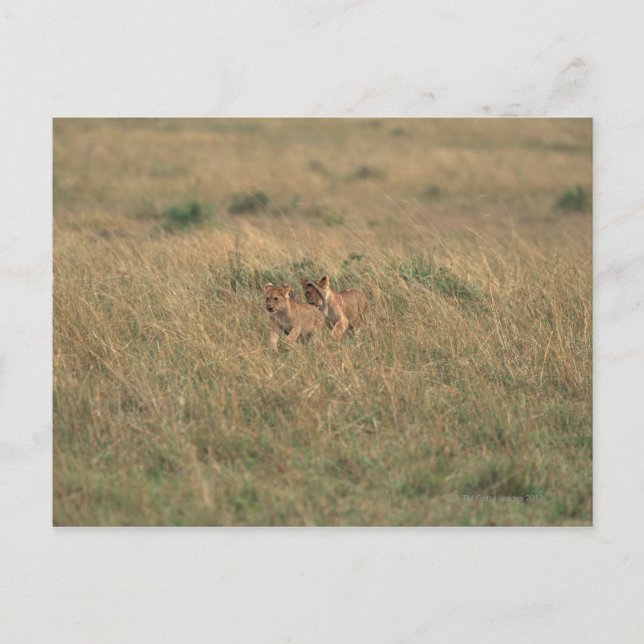 Lion 9 postkarte (Vorderseite)