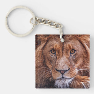 Lion africain